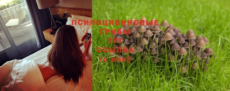 Галлюциногенные грибы MAGIC MUSHROOMS Карабулак